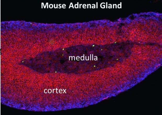 Mouse Adrenal